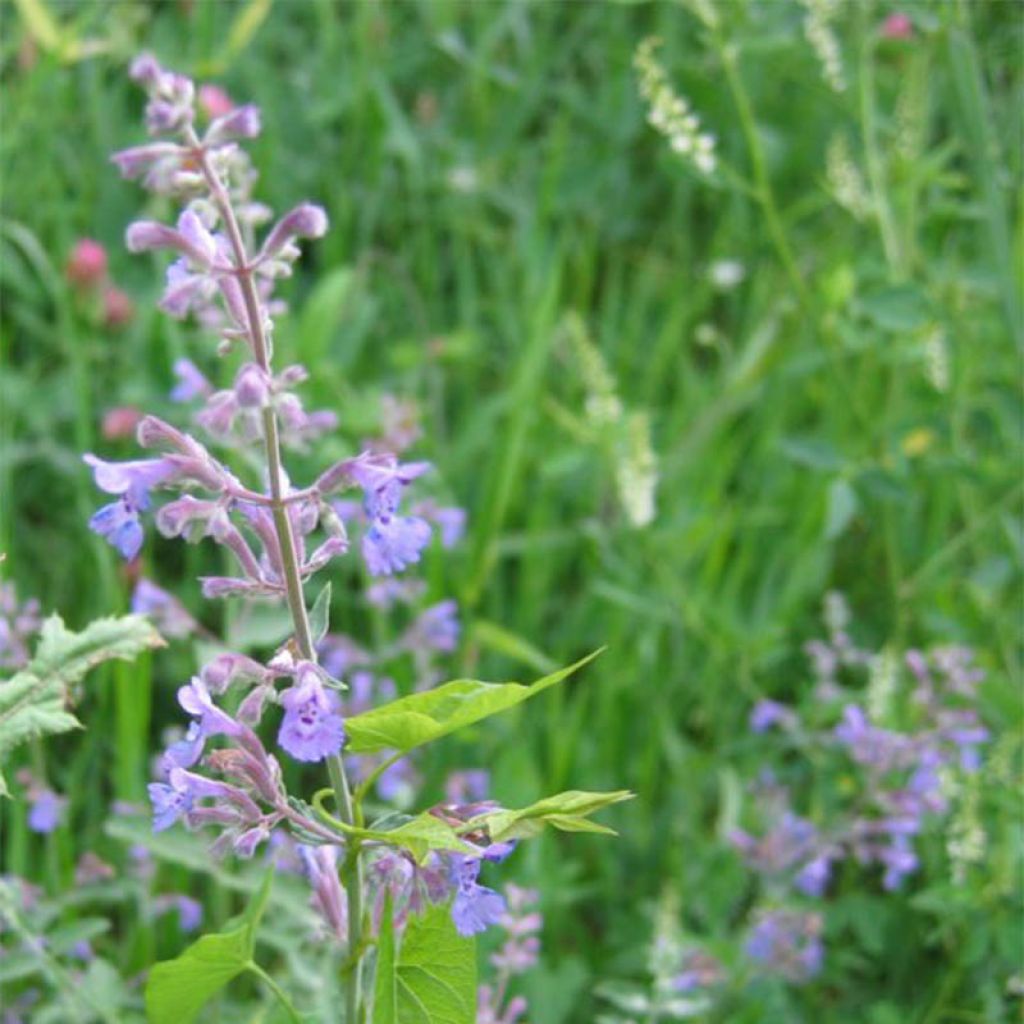 Großblütige Katzenminze Wild Cat - Nepeta grandiflora