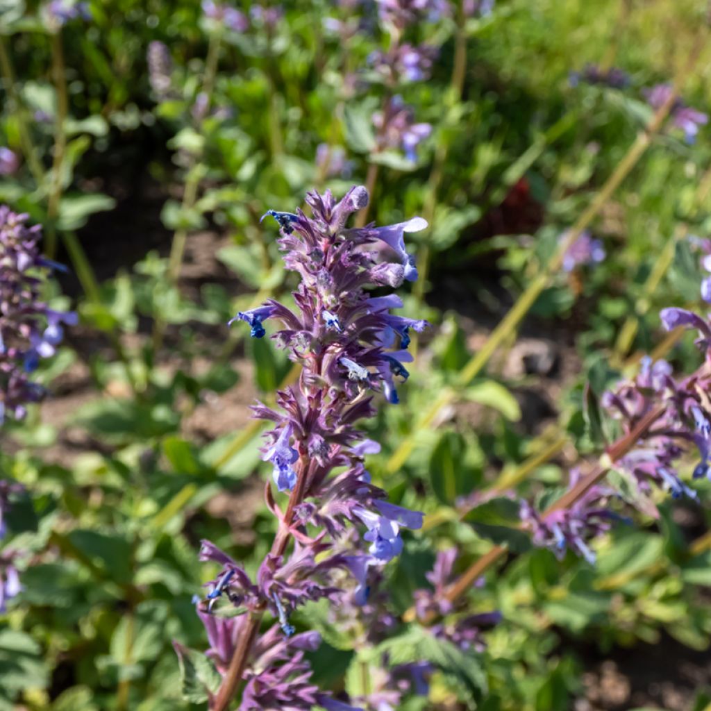 Großblütige Katzenminze Zinser's Giant - Nepeta grandiflora