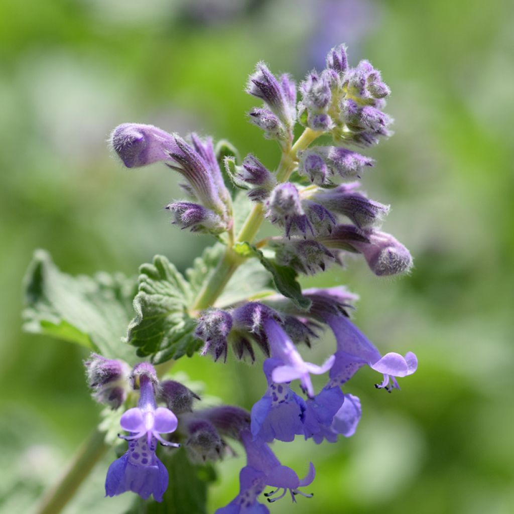 Katzenminze Manchu Blue - Nepeta manchuriensis