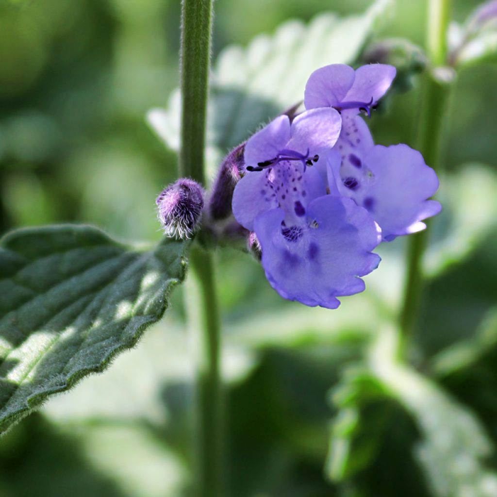 Trauben-Katzenminze - Nepeta mussini