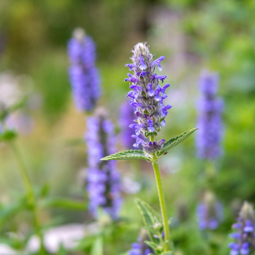 Geaderte Katzenminze - Nepeta nervosa