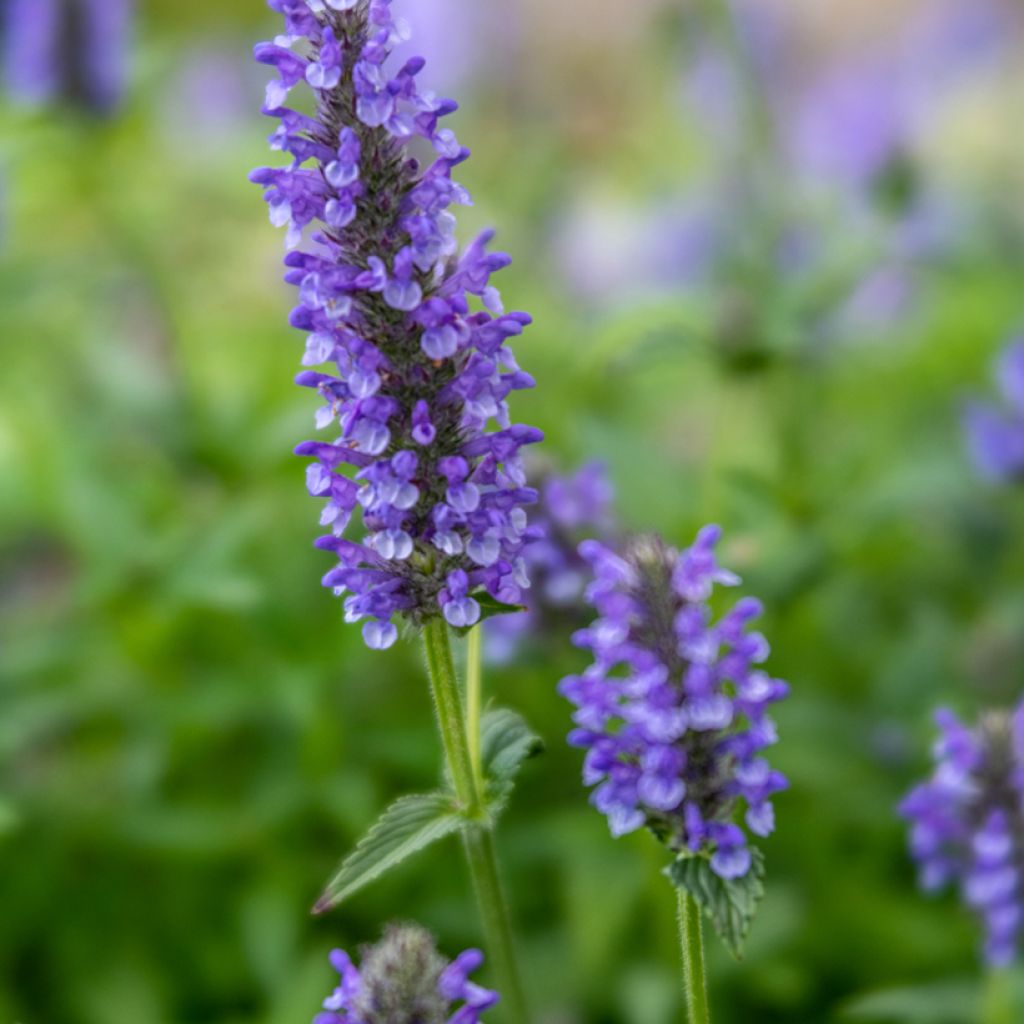 Geaderte Katzenminze - Nepeta nervosa