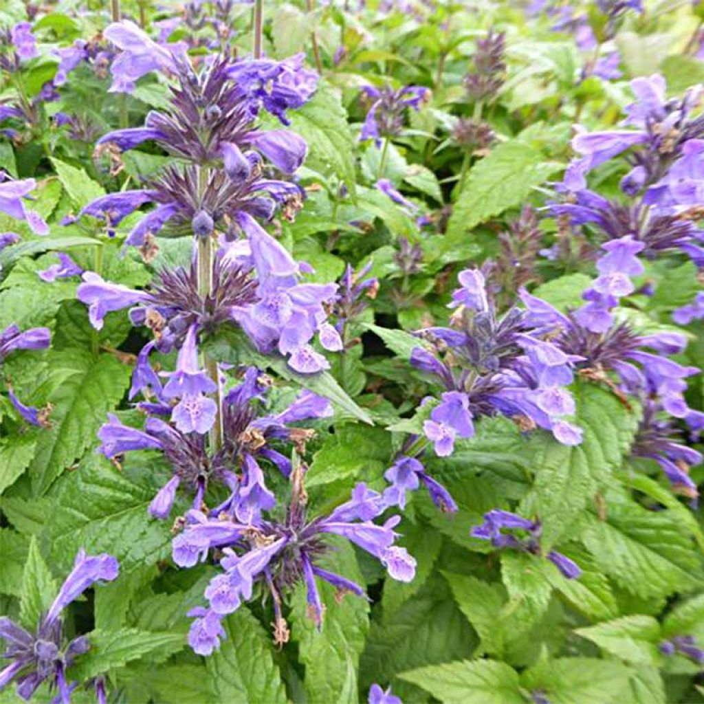 Geaderte Katzenminze Neptune - Nepeta nervosa