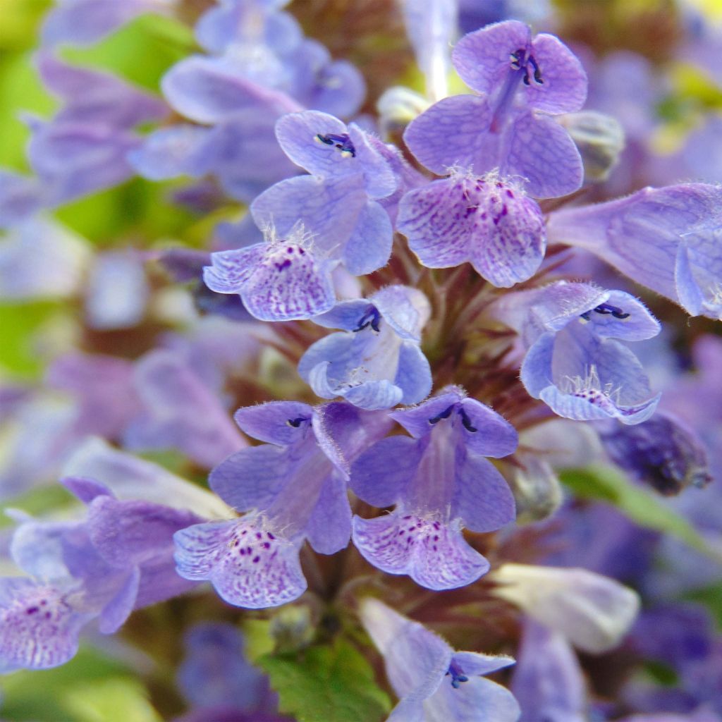 Geaderte Katzenminze Neptune - Nepeta nervosa