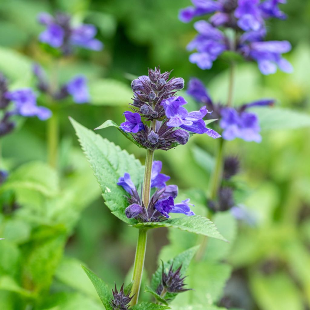 Geaderte Katzenminze Neptune - Nepeta nervosa