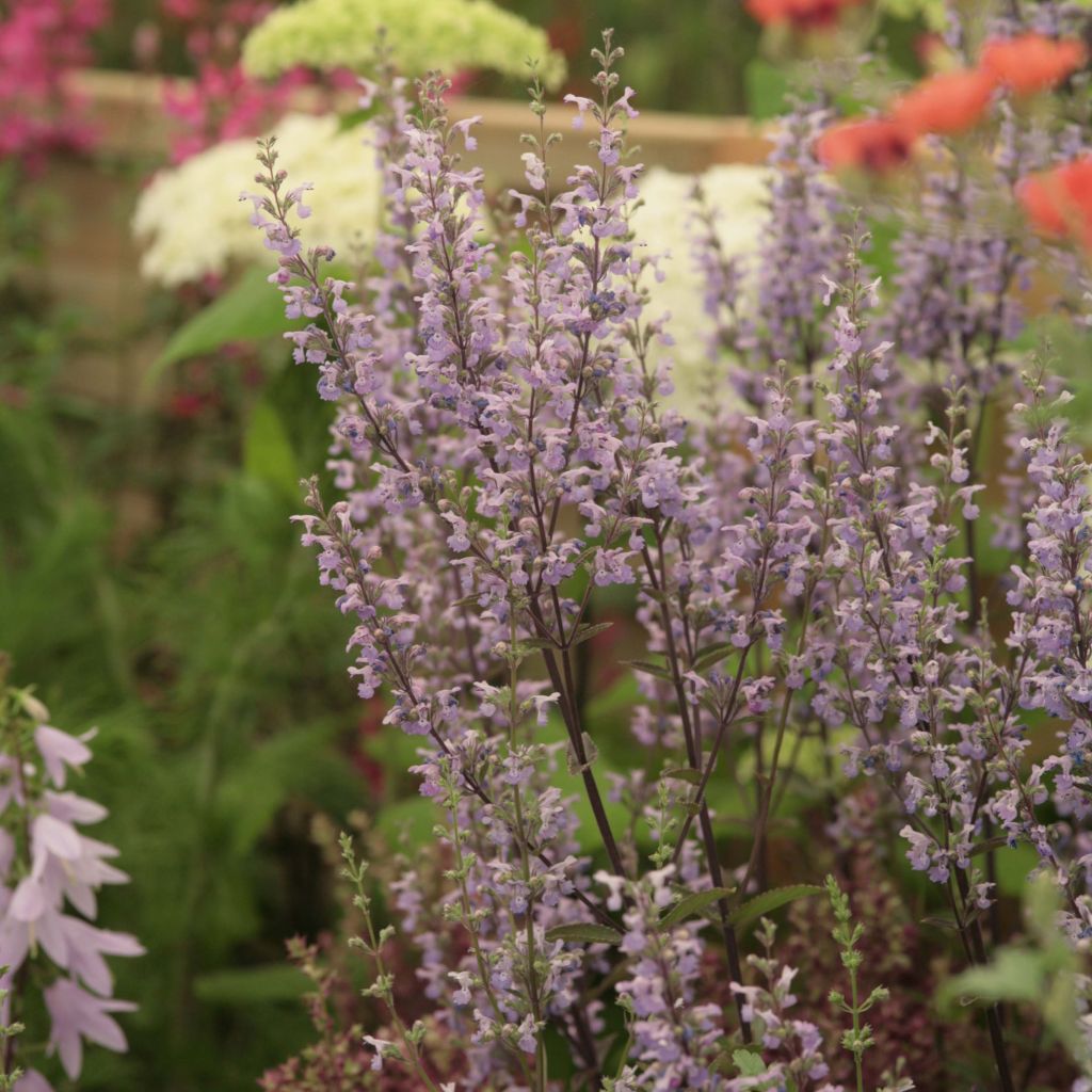 Kahle Katzenminze Purple Cat - Nepeta nuda