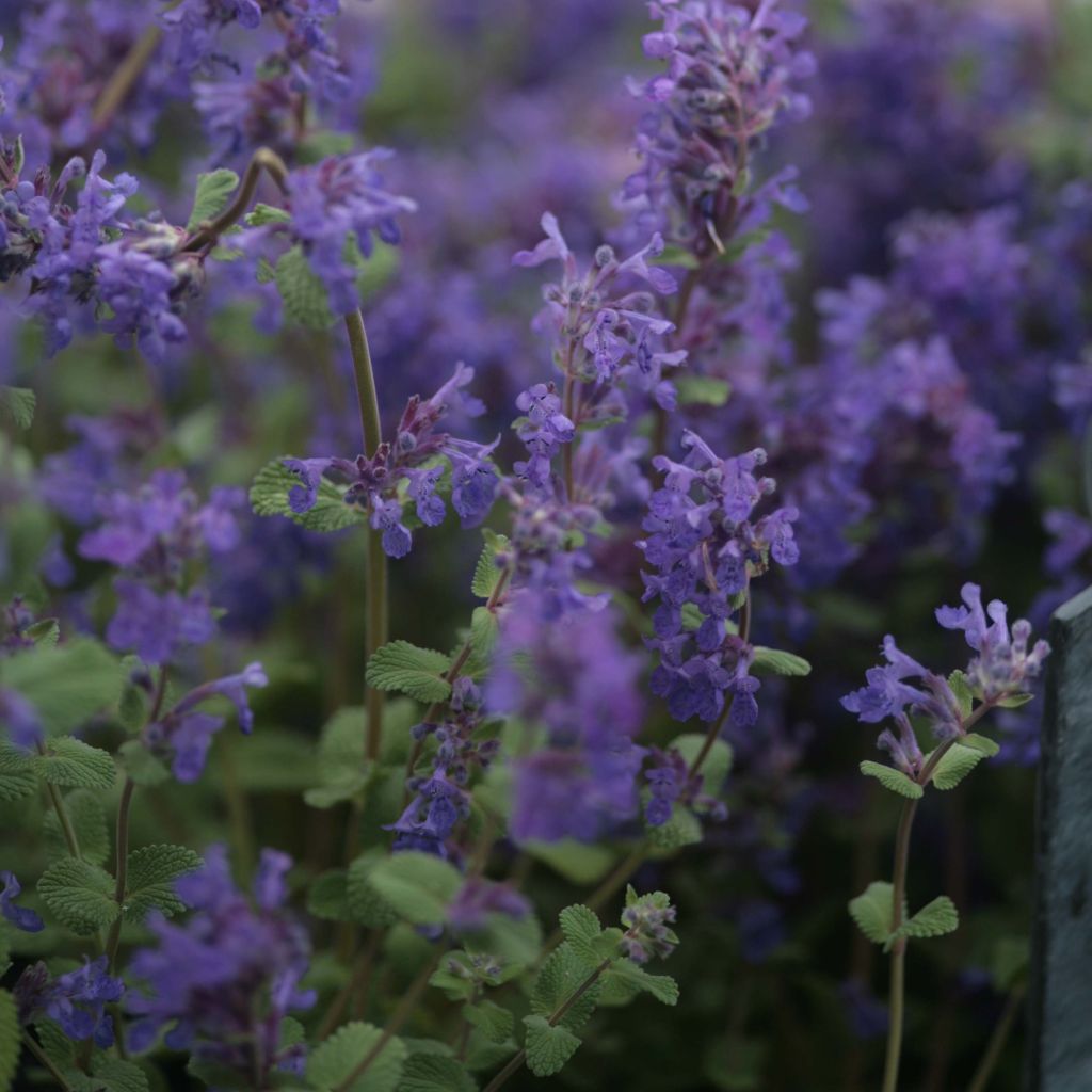 Traubige Katzenminze Grog - Nepeta racemosa