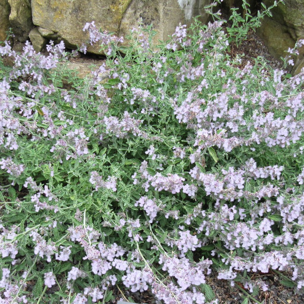 Traubige Katzenminze Snowflake - Nepeta racemosa