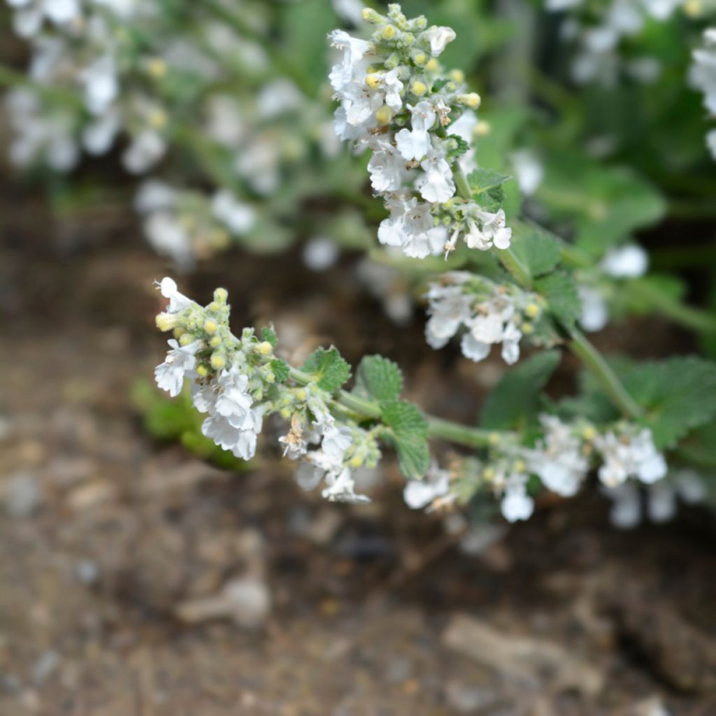 Traubige Katzenminze Snowflake - Nepeta racemosa