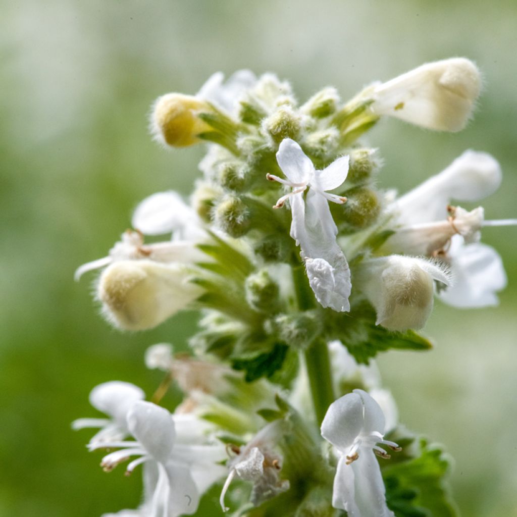 Traubige Katzenminze Snowflake - Nepeta racemosa