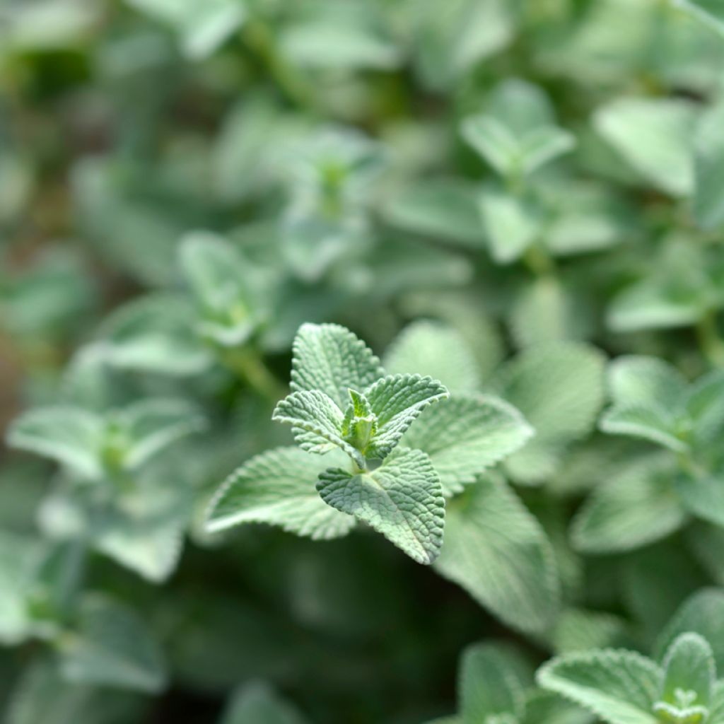 Traubige Katzenminze Snowflake - Nepeta racemosa