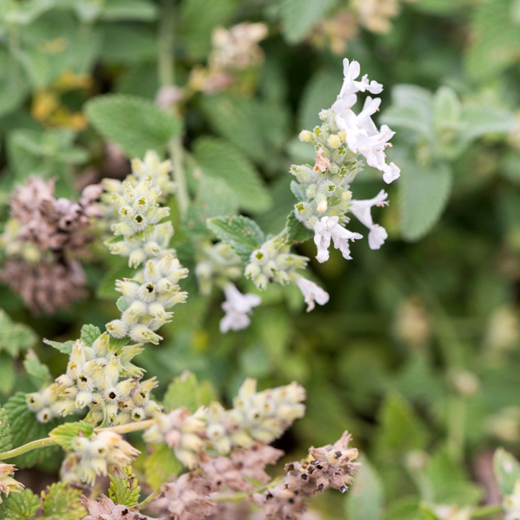 Traubige Katzenminze Snowflake - Nepeta racemosa