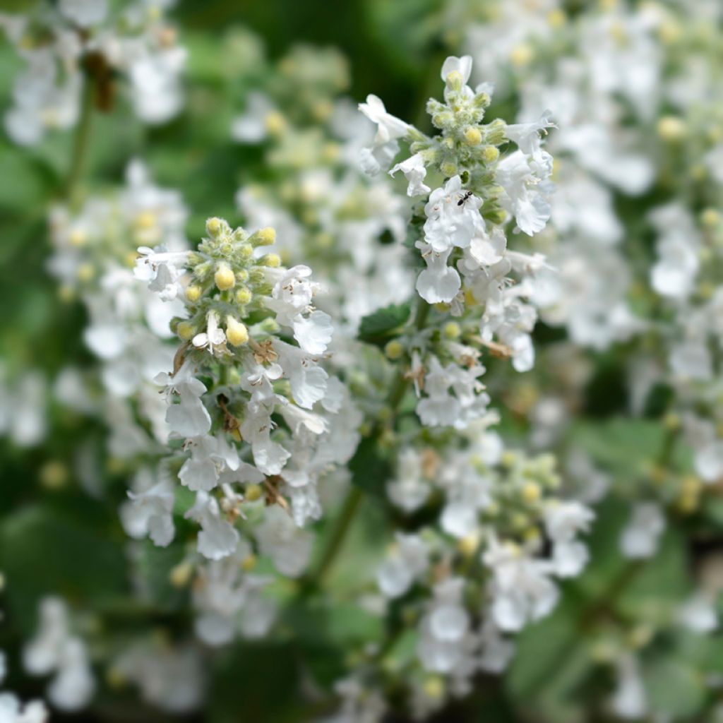 Traubige Katzenminze Snowflake - Nepeta racemosa