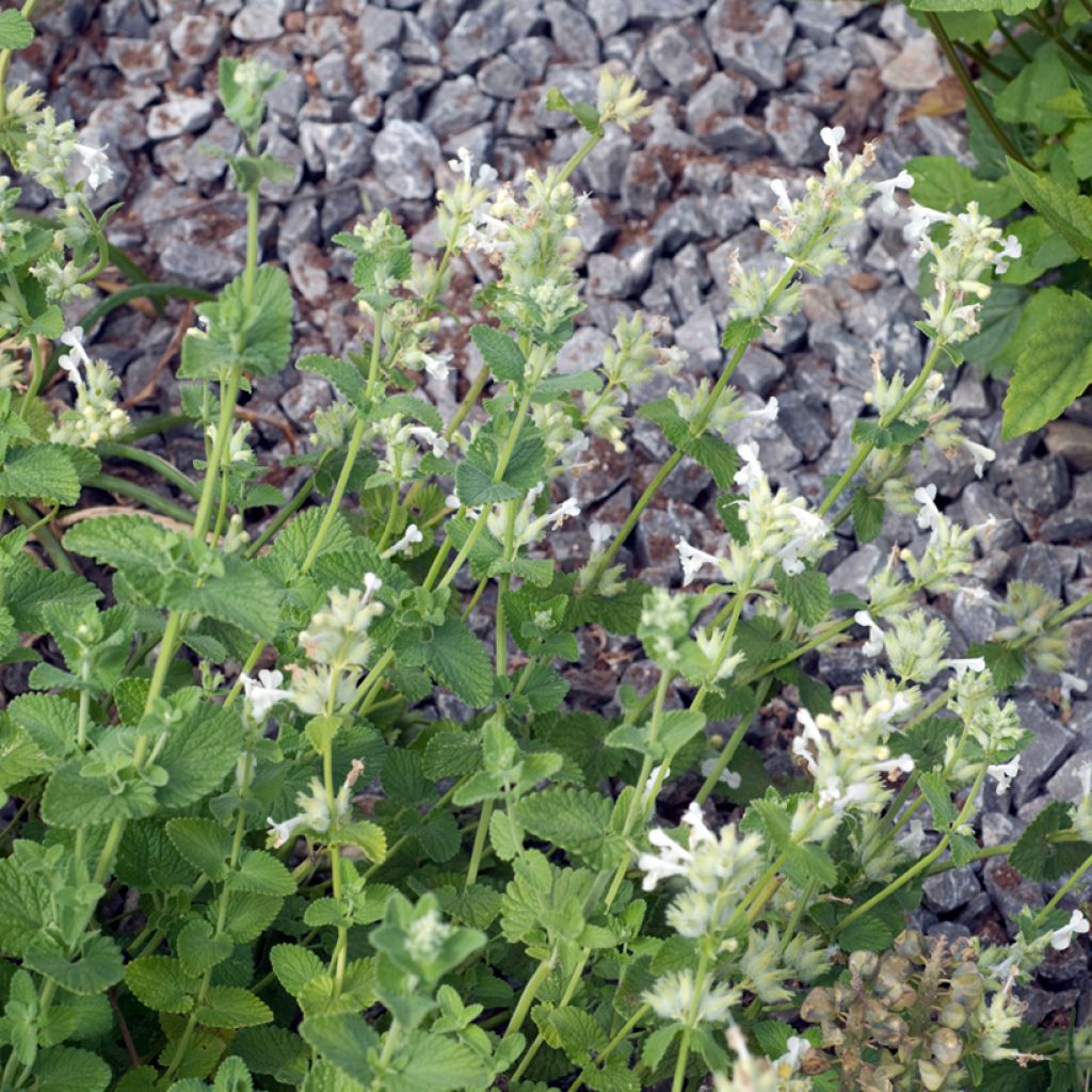 Traubige Katzenminze Snowflake - Nepeta racemosa