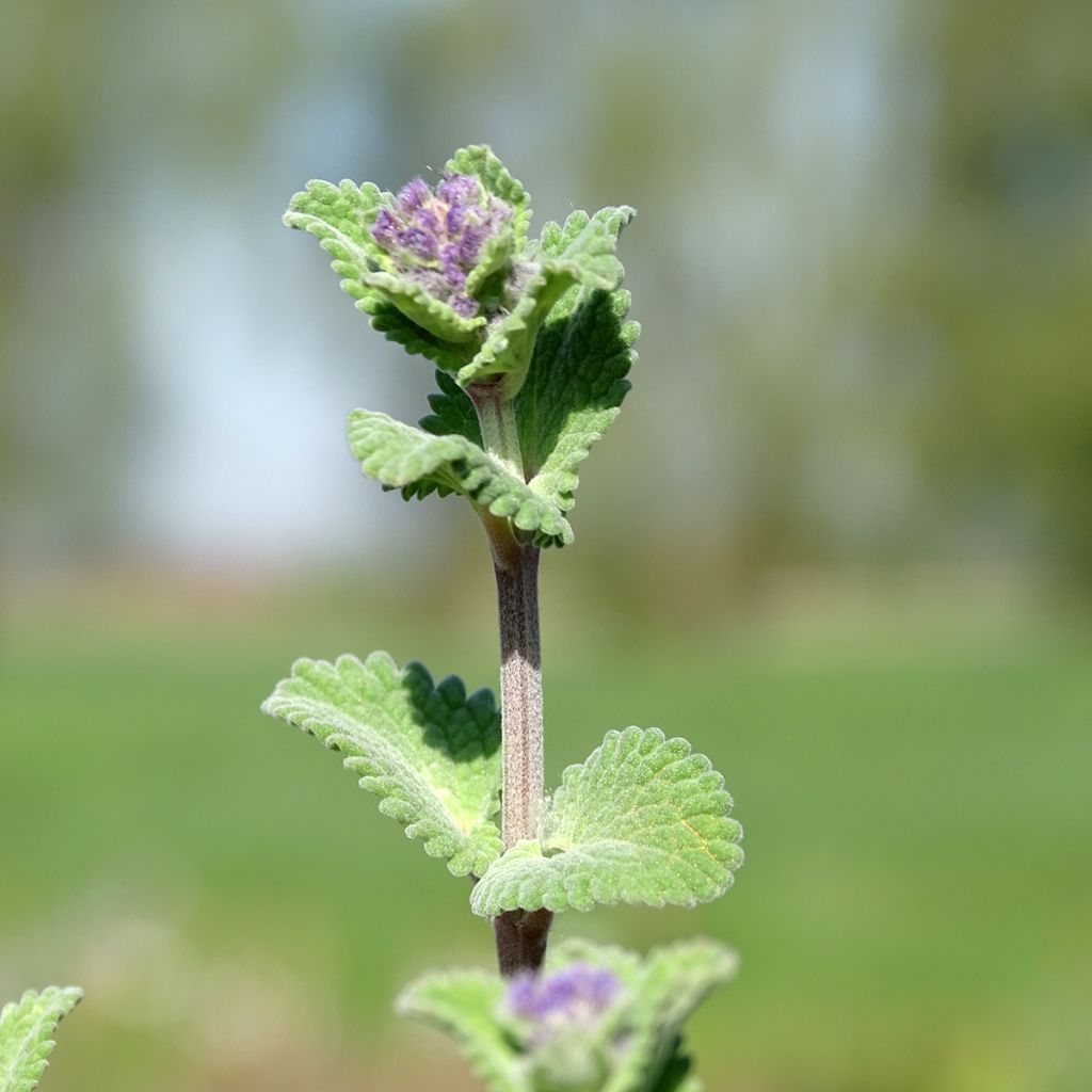 Nepeta racemosa Superba - Chataire