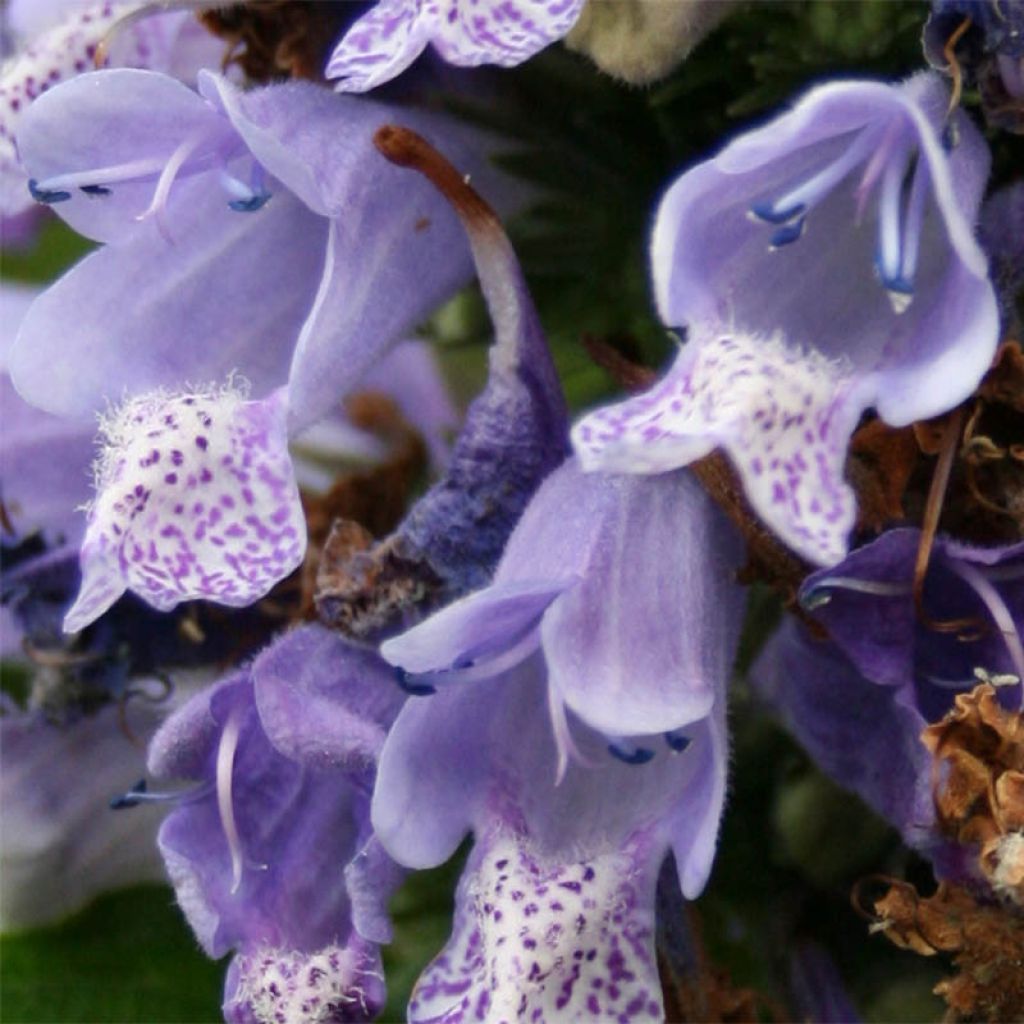 Nepeta subsessilis - Chataire subsessile 