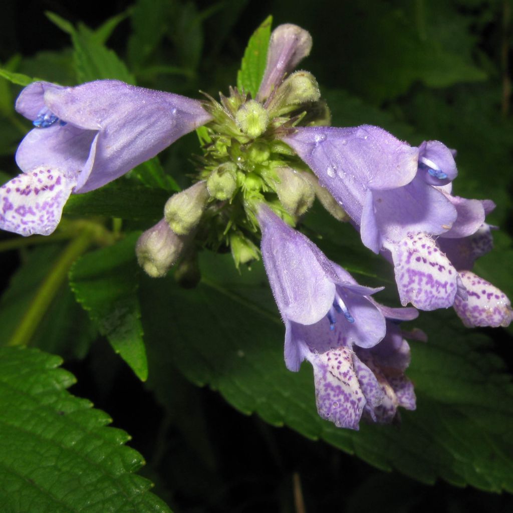 Nepeta subsessilis - Chataire subsessile 