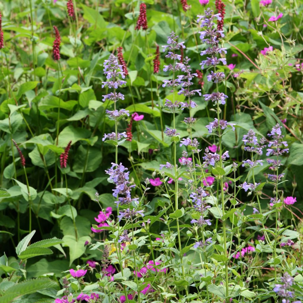 Sitzende Katzenminze - Nepeta subsessilis