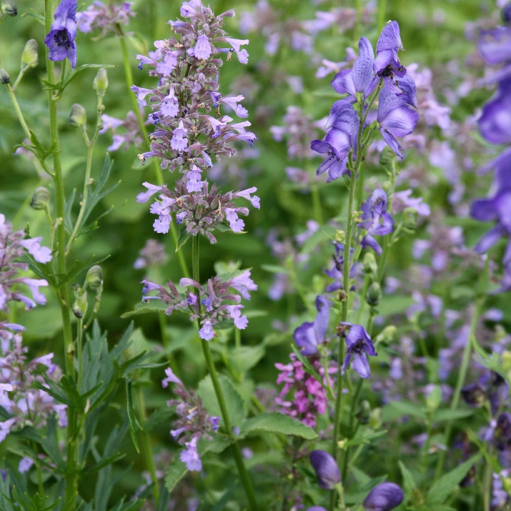 Sitzende Katzenminze - Nepeta subsessilis