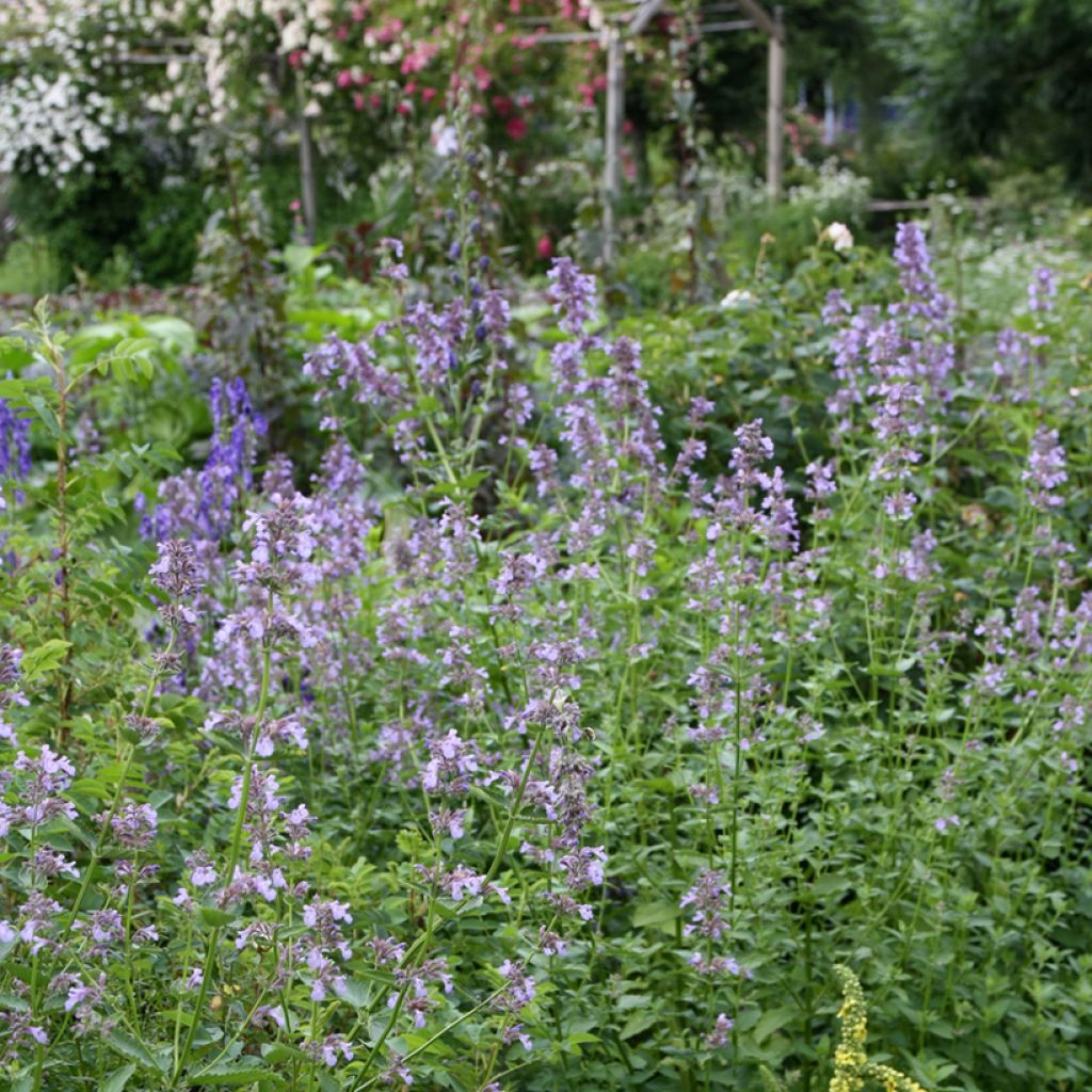 Sitzende Katzenminze - Nepeta subsessilis