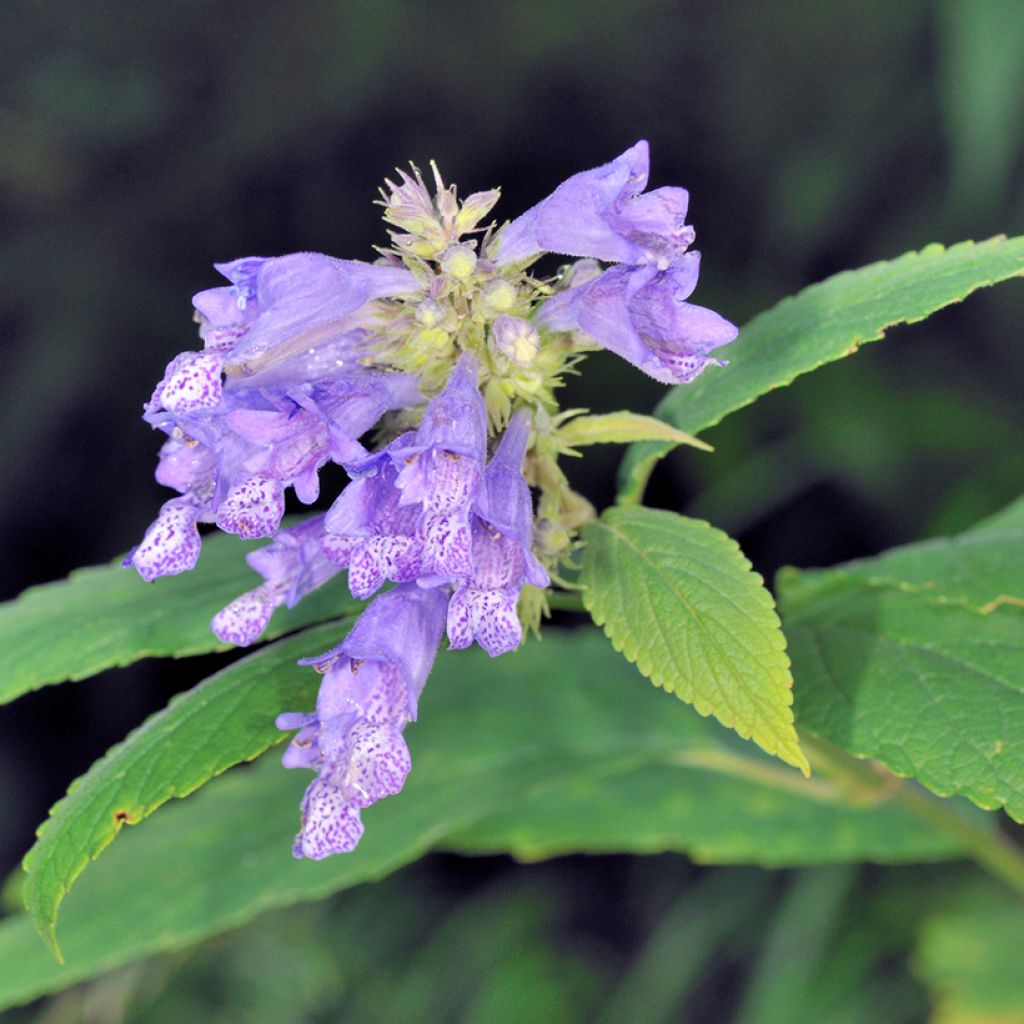 Sitzende Katzenminze - Nepeta subsessilis