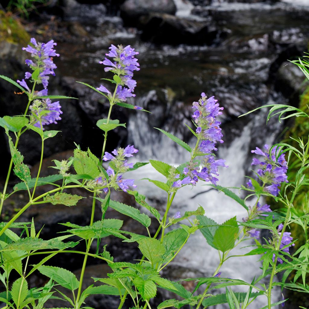 Sitzende Katzenminze - Nepeta subsessilis