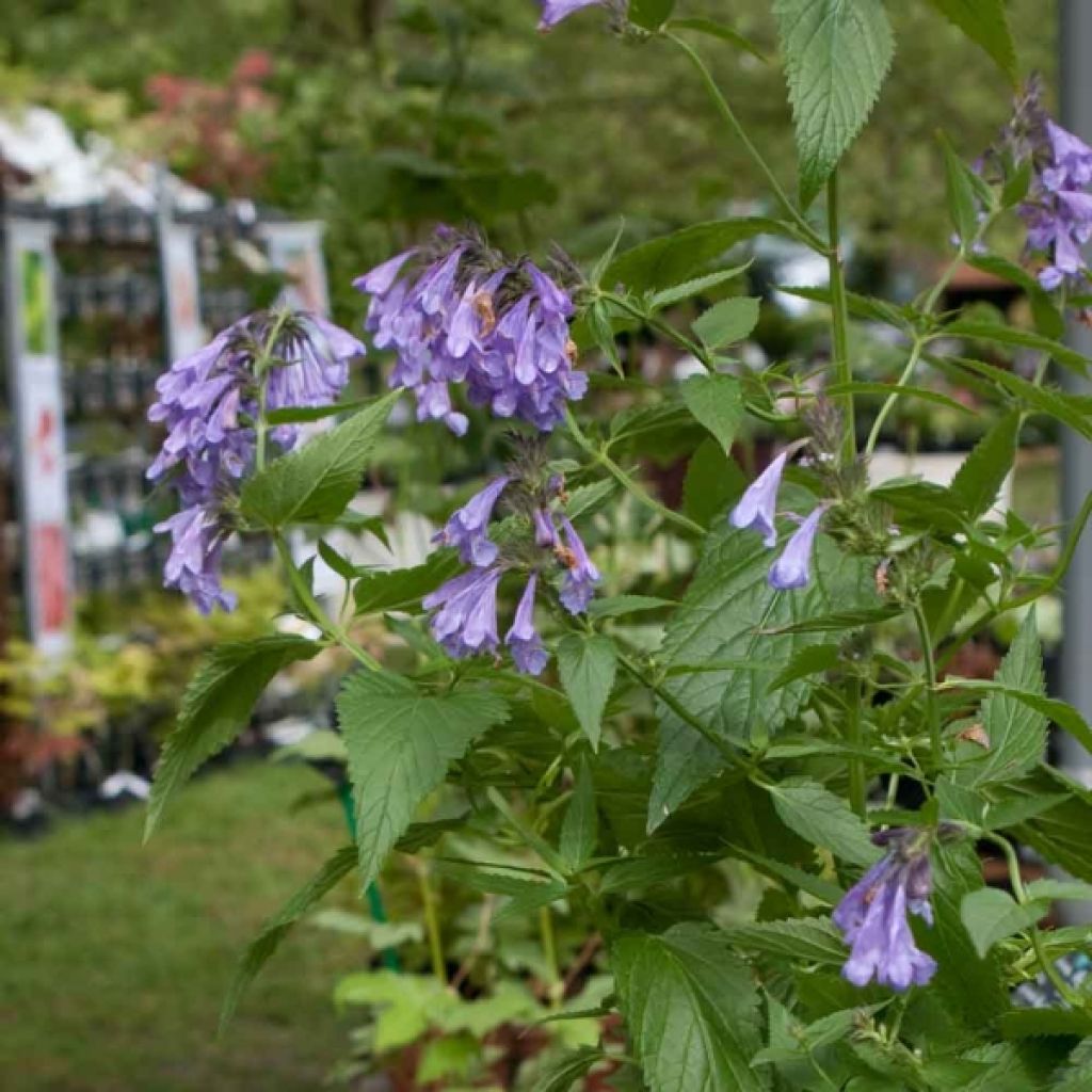 Sitzende Katzenminze Laufen - Nepeta subsessilis