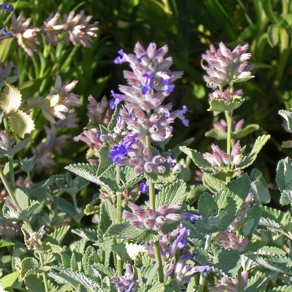 Katzenminze Dropmore - Nepeta faassenii