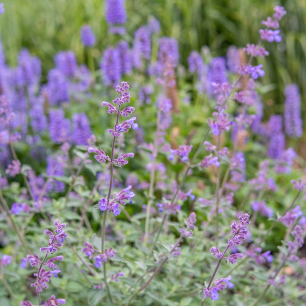 Katzenminze Dropmore - Nepeta faassenii