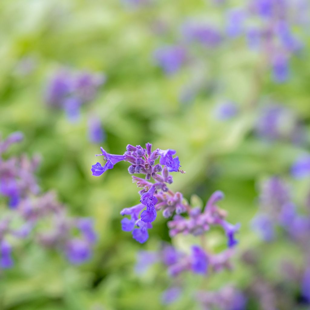 Nepeta x faassenii Limelight