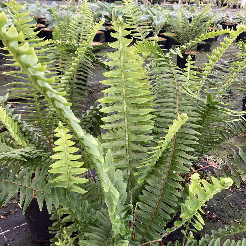 Nephrolepis cordifolia Artic Jungle - Schlanker Schwertfarn