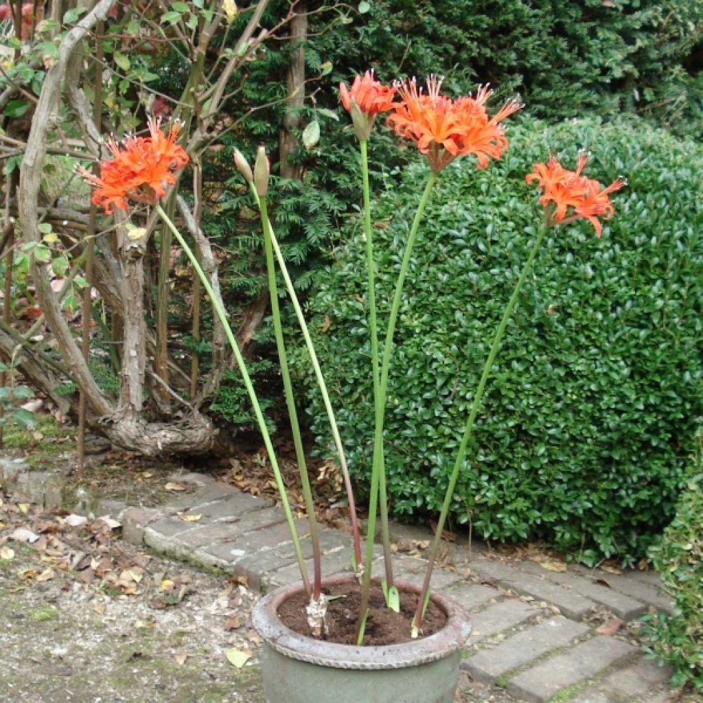 Nerine corrusca