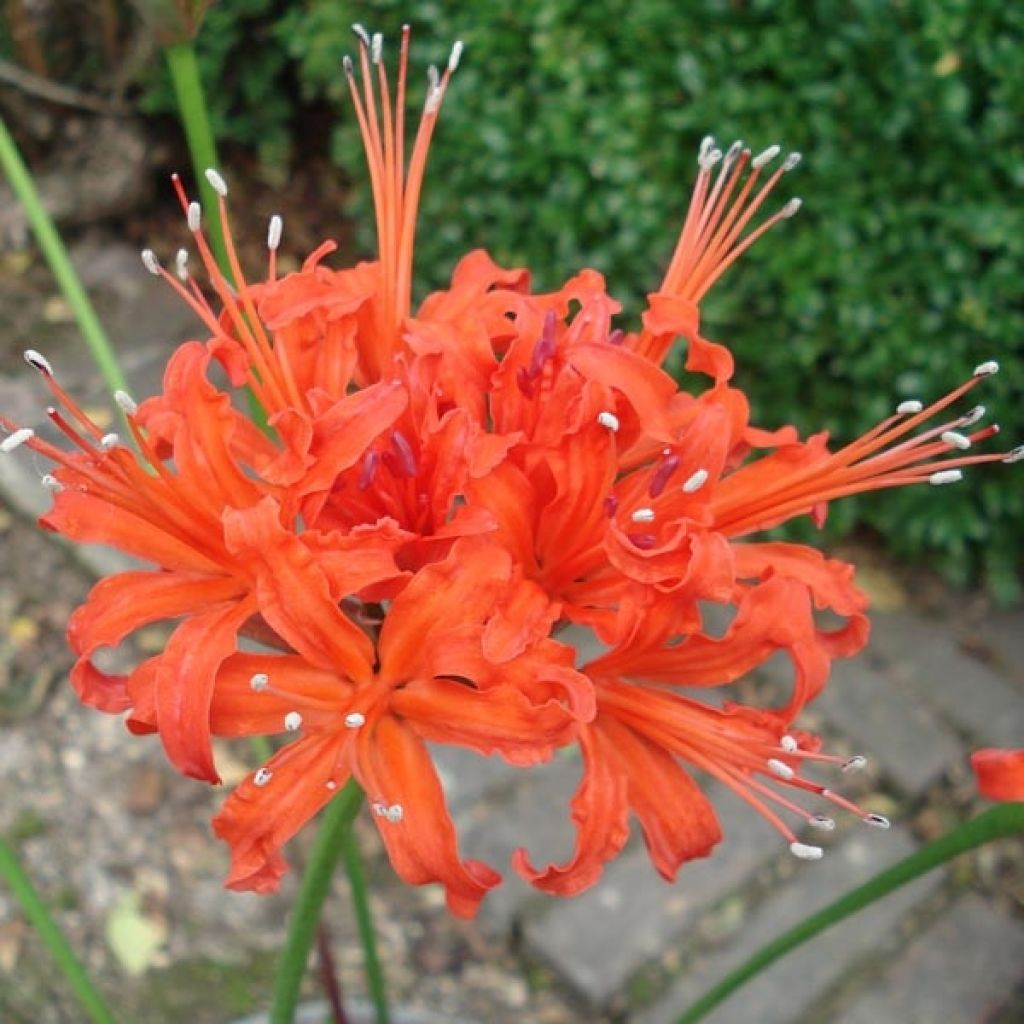 Nerine corrusca