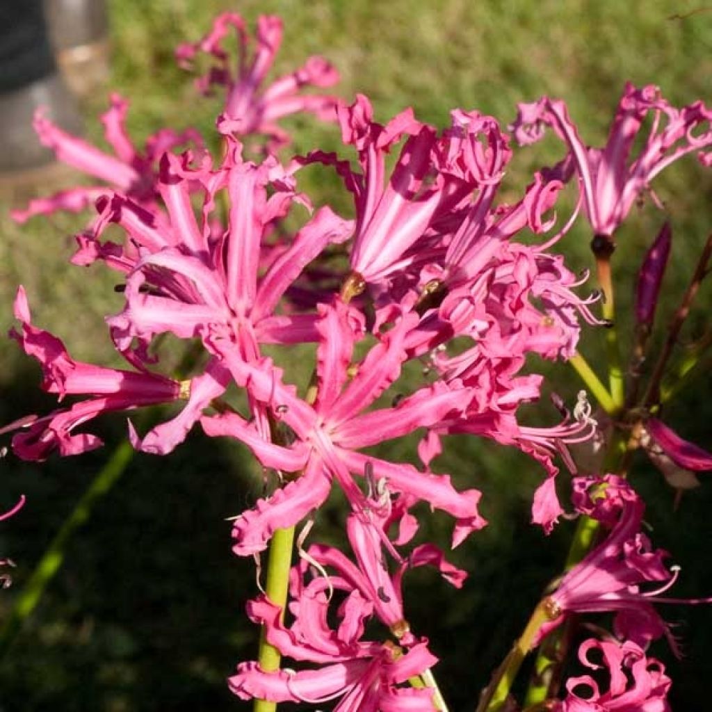 Nerine bowdenii Isobel - Guernsey-Lilie