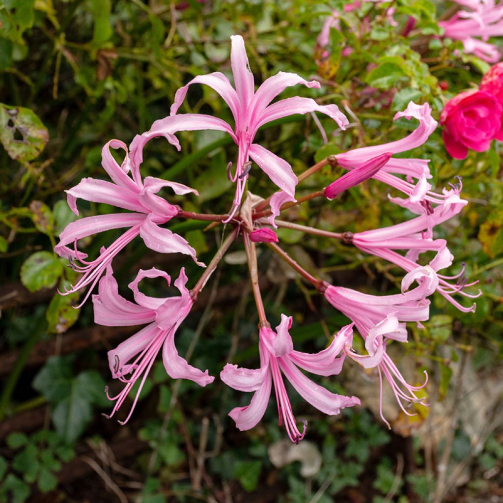 Nerine bowdenii Amandi - Guernsey-Lilie