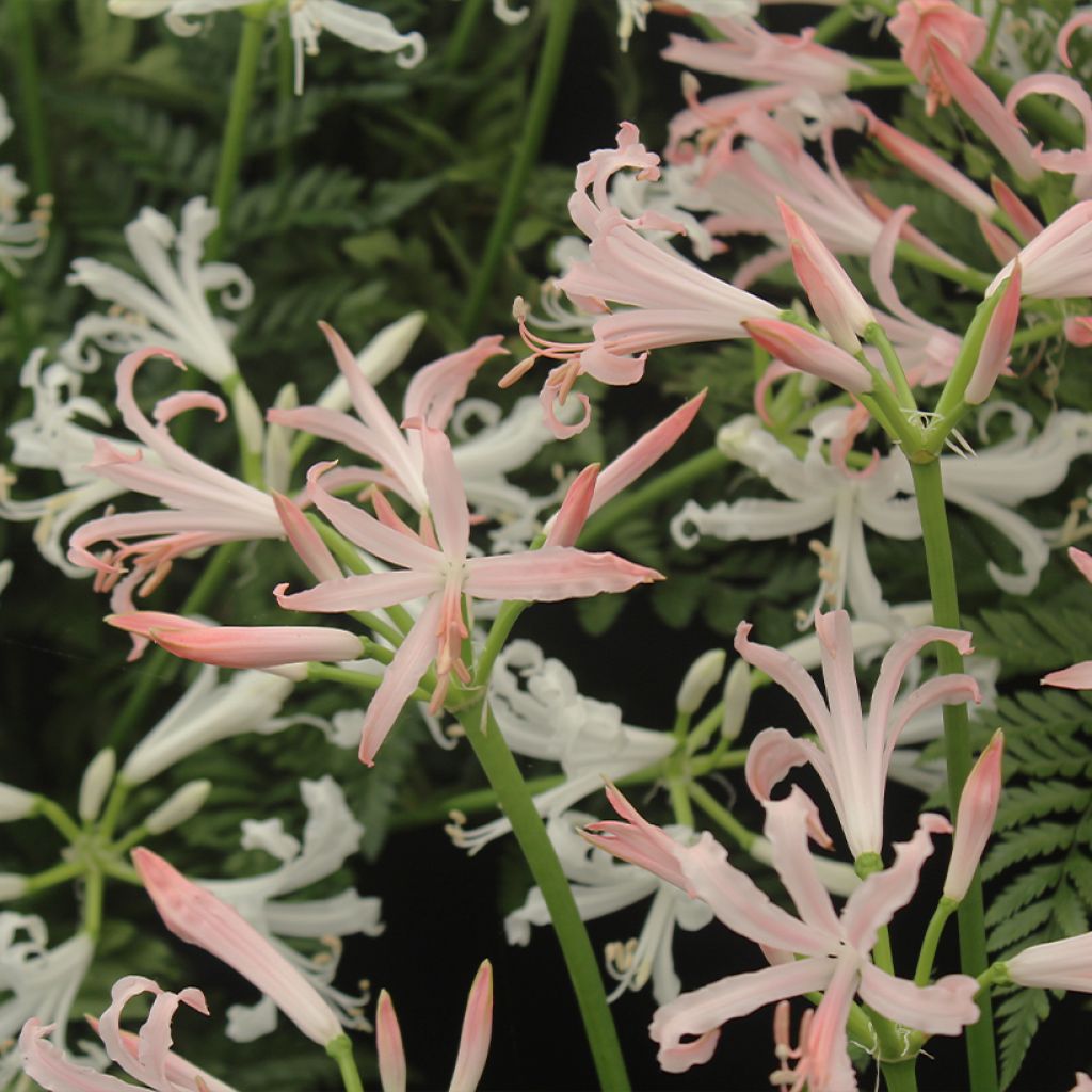 Nerine bowdenii Vesta K - Guernsey-Lilie