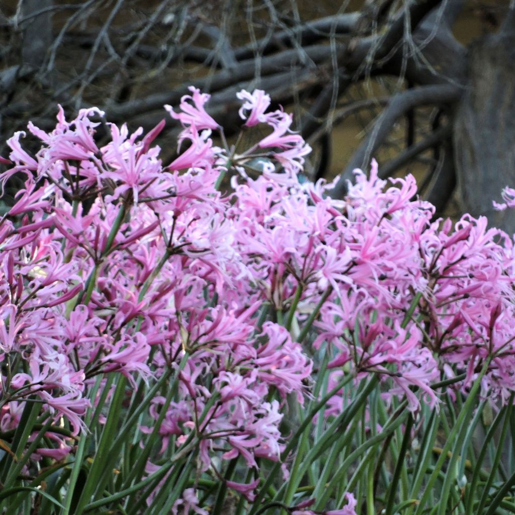 Nerine bowdenii type - Lis de Guernesey