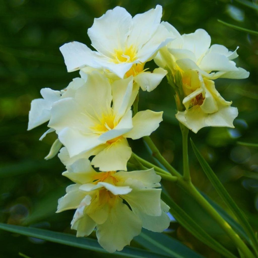 Oleander Luteum Plenum - Nerium