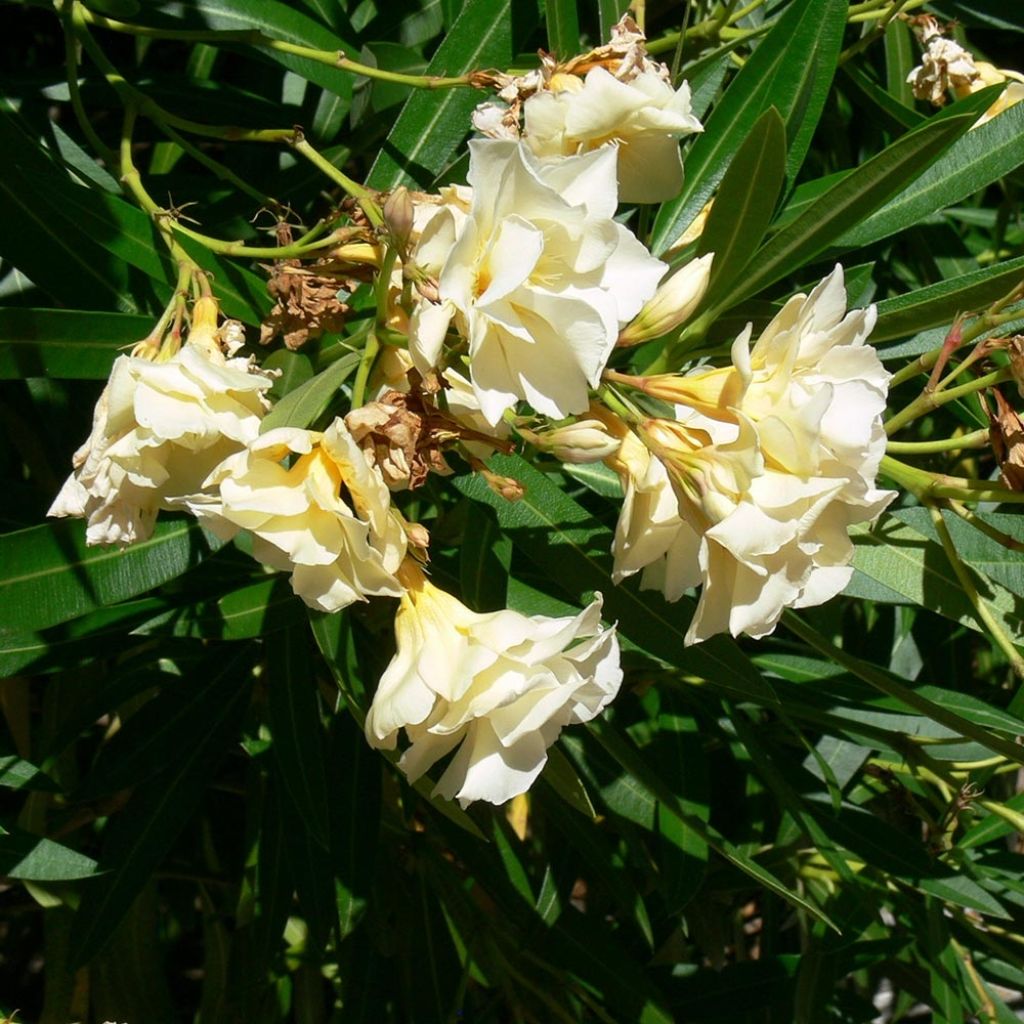 Laurier rose Luteum Plenum - Nerium oleander