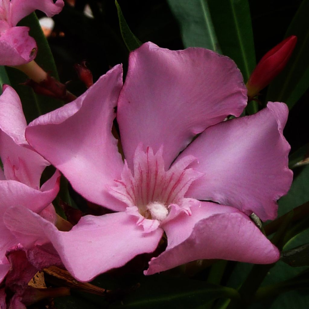 Nerium oleander - Oleander