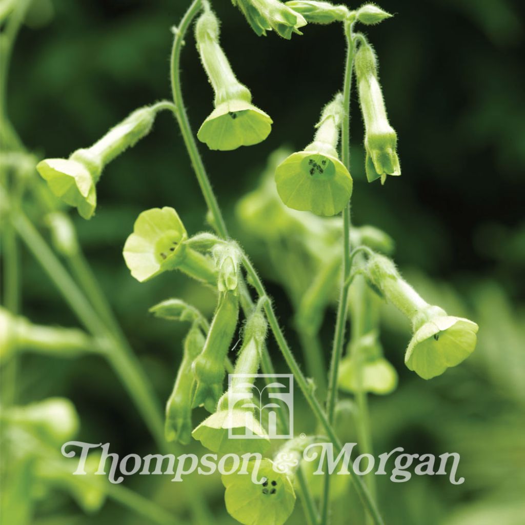 Grüner Ziertabak (Samen) - Nicotiana langsdorffii