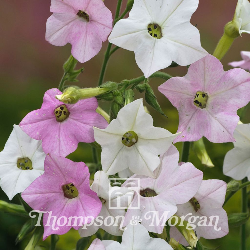 Blütentabak Marshmallow (Samen) - Nicotiana mutabilis