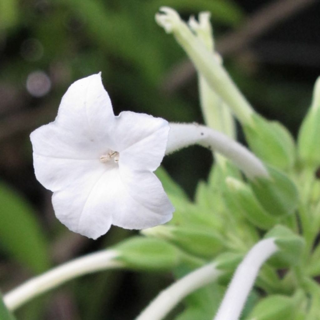 Tabac d'ornement - Nicotiana sylvestris