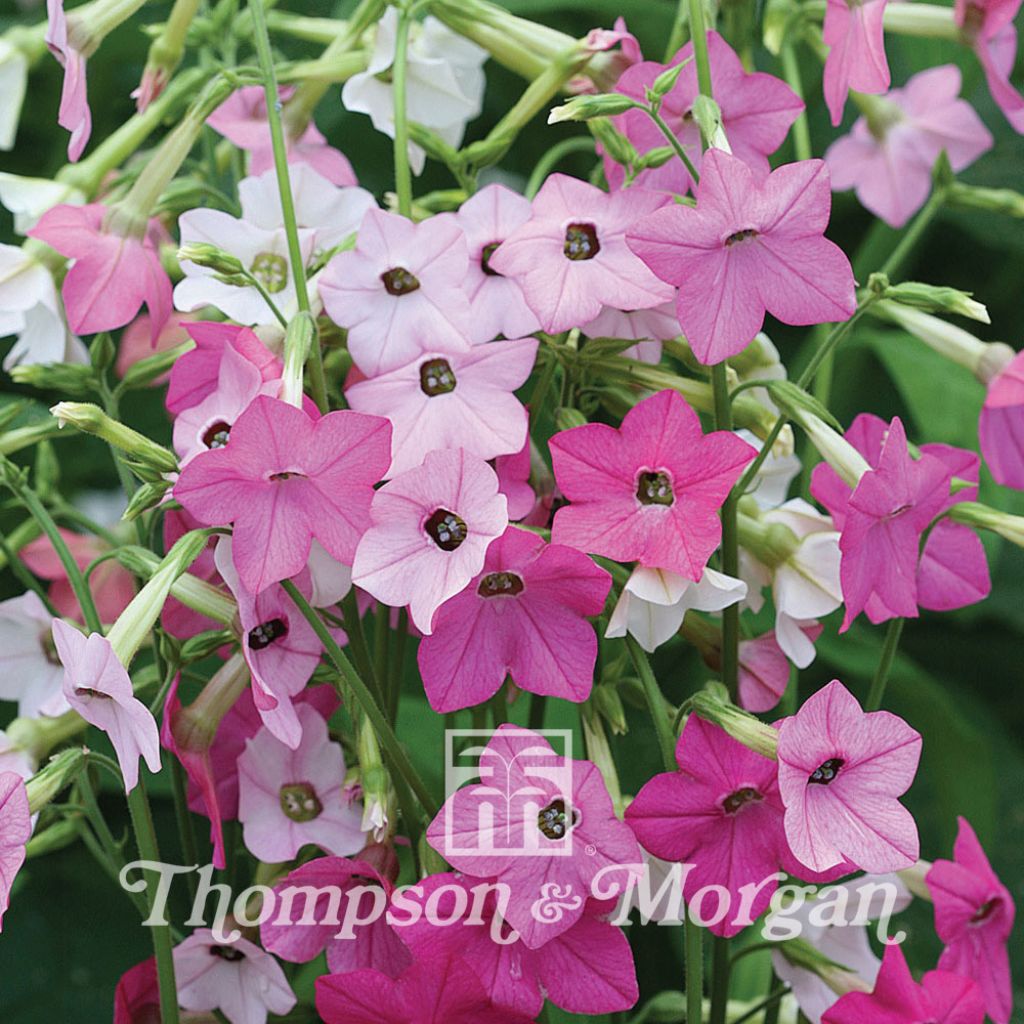 Niederer Ziertabak Whisper Mixed (Samen) - Nicotiana