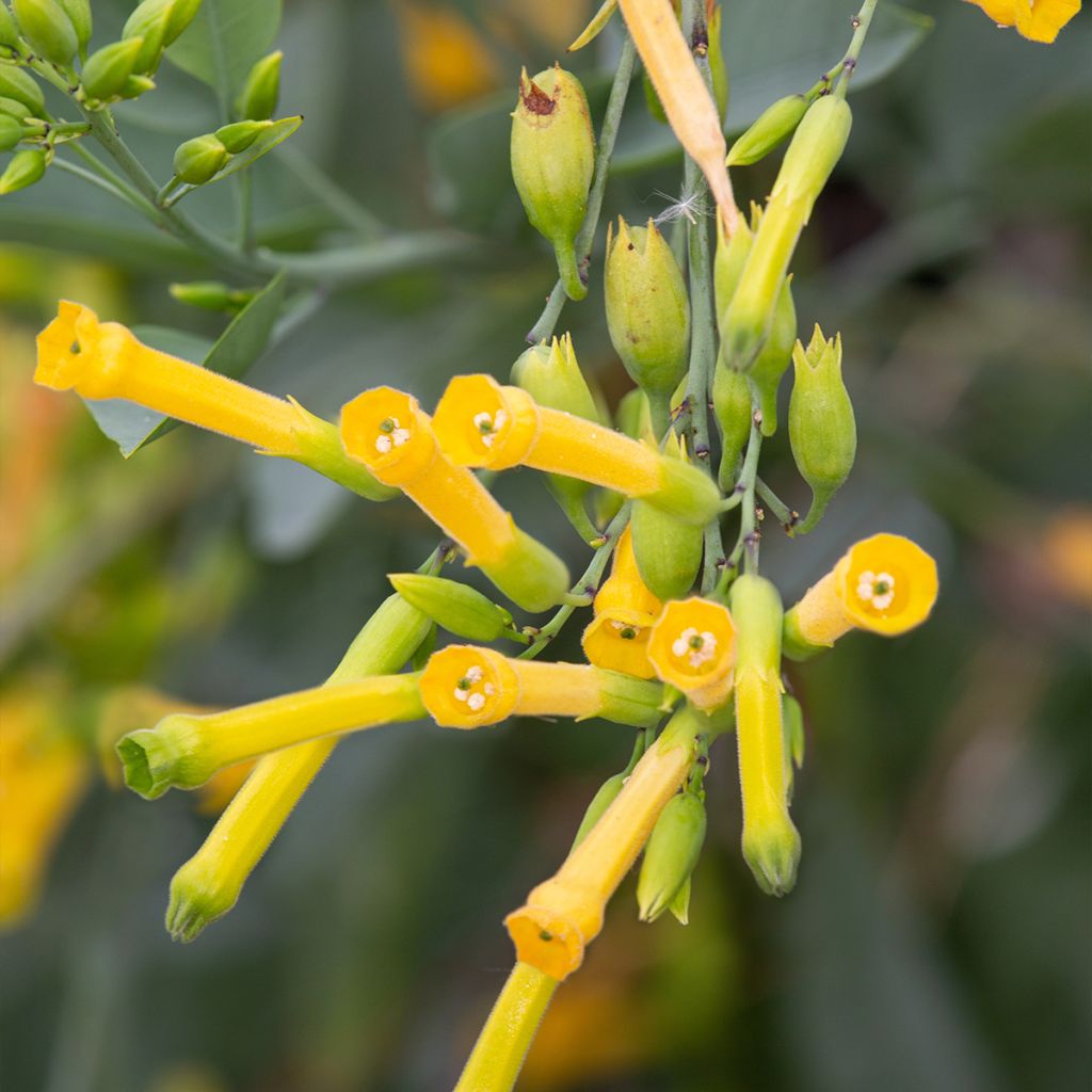 Blaugrüner Tabak - Nicotiana glauca