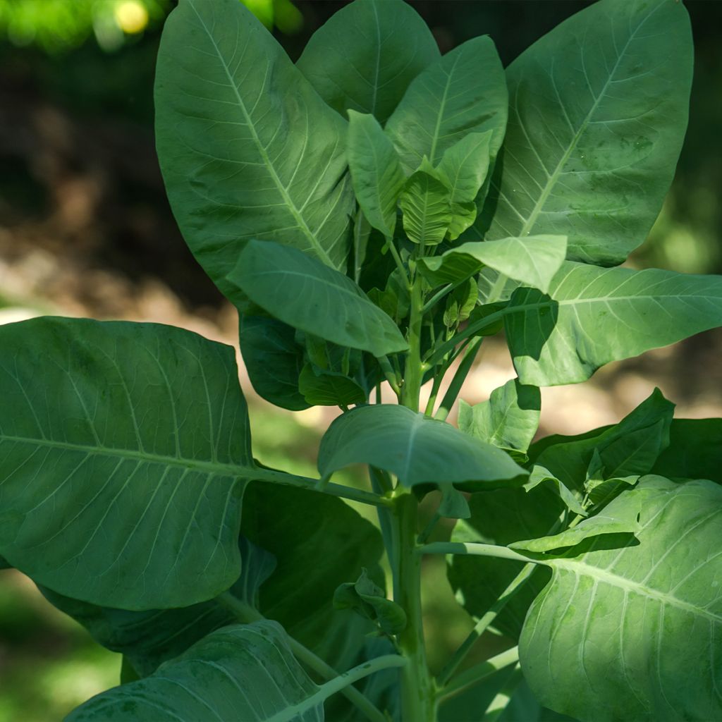 Nicotiana glauca