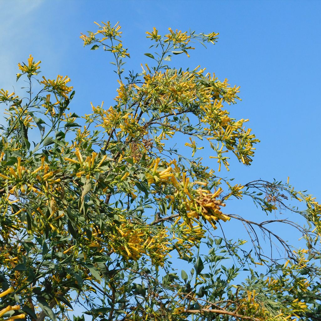 Nicotiana glauca