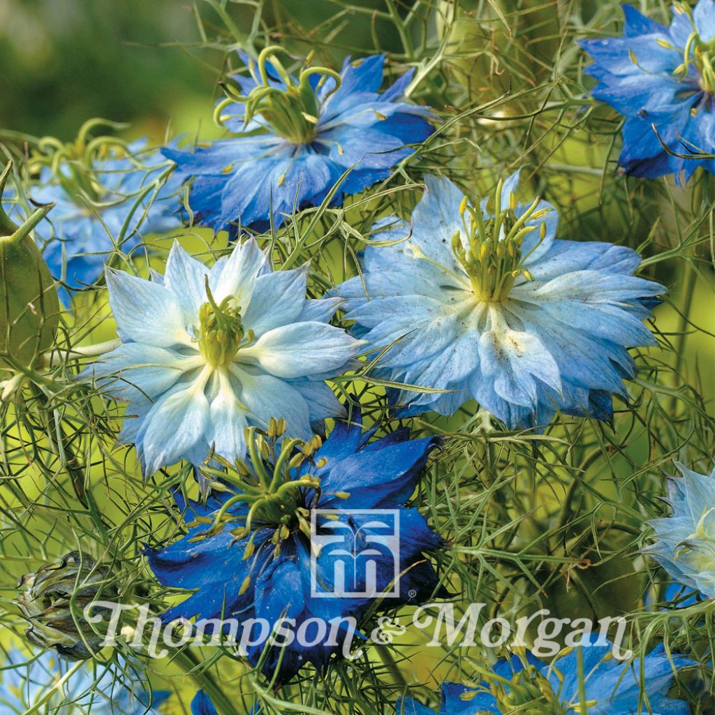 Nigella damascena Moody Blues (Samen) - Damaszener Schwarzkümmel