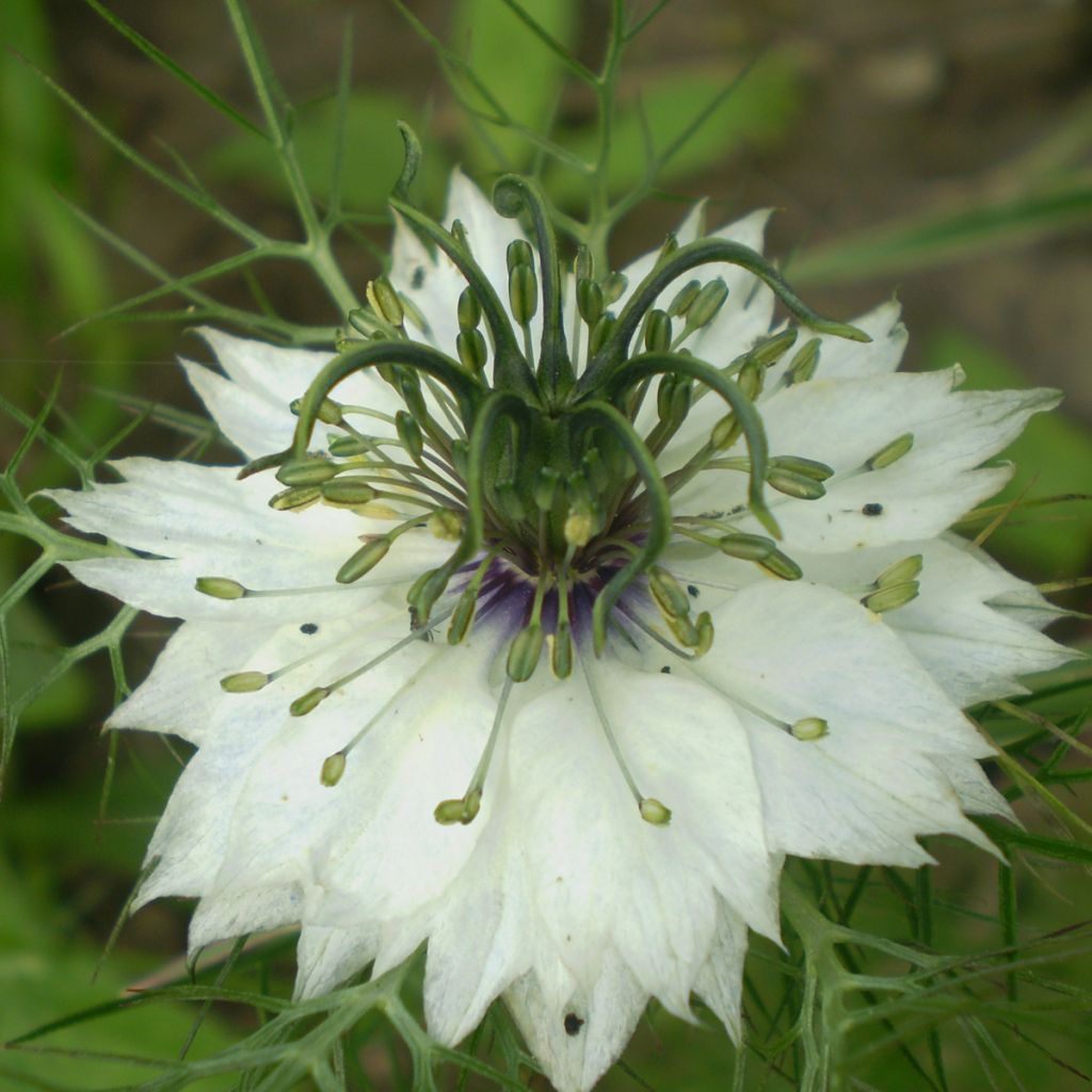 Damaszener Schwarzkümmel Miss Jekyll Alba - Nigella damascena