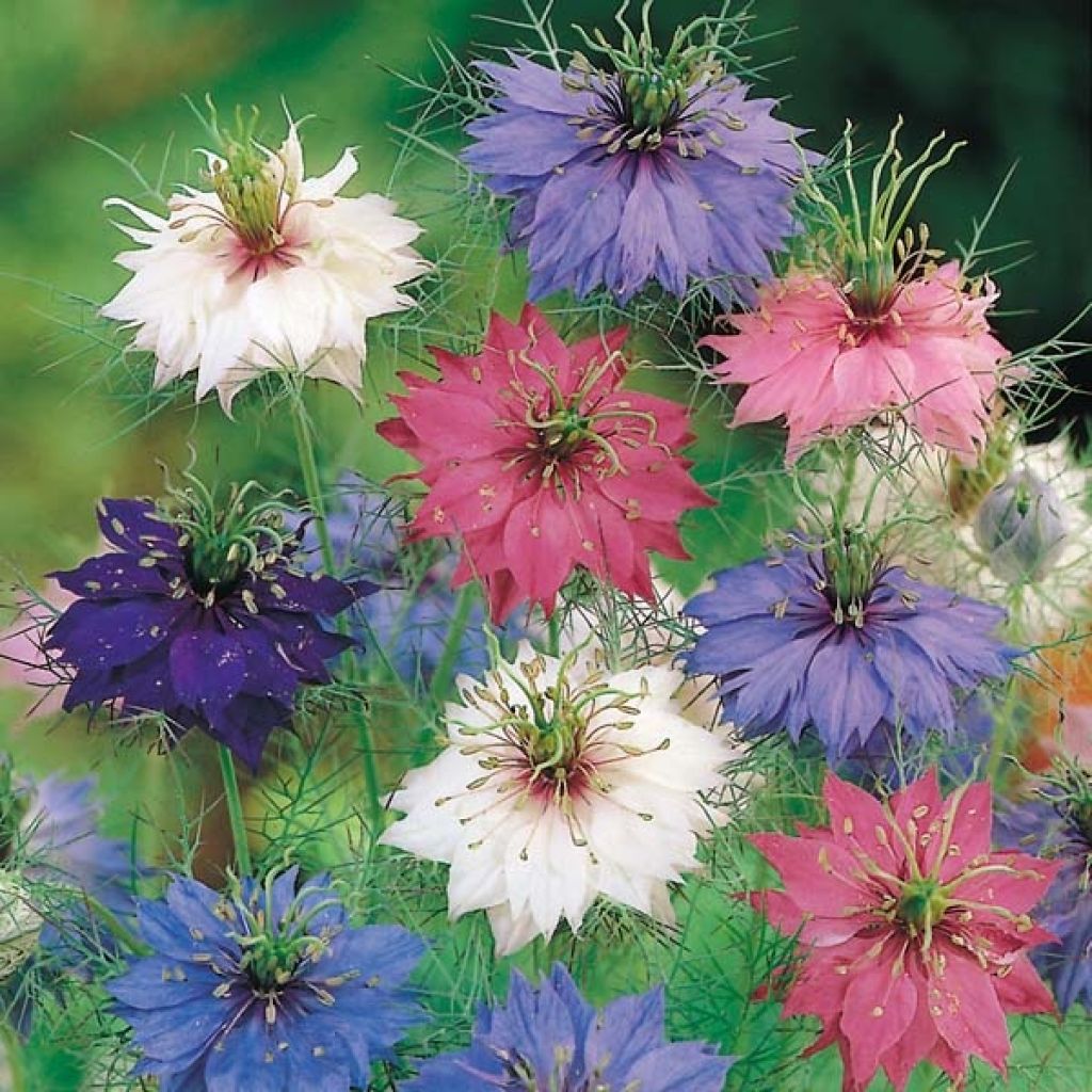 Graines de Nigelle de Damas Persian Jewels Mix - Nigella damascena